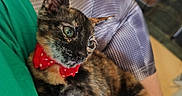 Aiko a rejoint le concours — aidez-le/la à gagner de superbes lots ! cat, tortoiseshell_cat, pet, bow_tie, collar, indoors, lap, sitting, lying_down, close_up, portrait, green_eyes, fur, whiskers, ears, paws, cozy, human, clothing, home