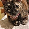 Aiko a rejoint le concours — aidez-le/la à gagner de superbes lots ! animal, black_fur, brown_fur, cat, closeup, cute, feline, fur, indoors, kitten, large_ears, lying_down, patterned_surface, paws, pet, pink_collar, portrait, tortoiseshell, whiskers, wide_eyes