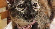 Aiko participe au concours pour gagner de l'argent avec cette photo : animal, bed, cat, closeup, collar, curled_tail, cute, feline, fluffy_fur, folded_paws, green_eyes, indoors, kitten, large_ears, pet, pink_collar, portrait, sitting, tortoiseshell, whiskers