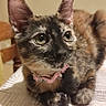 animal, bed, cat, closeup, collar, curled_tail, cute, feline, fluffy_fur, folded_paws, green_eyes, indoors, kitten, large_ears, pet, pink_collar, portrait, sitting, tortoiseshell, whiskers