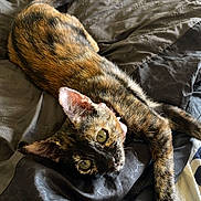 Aiko participe au concours pour gagner de l'argent avec cette photo : animal, bed, bedspread, cat, cozy, ears, feline, fur, green_eyes, home, indoors, lying_down, pet, playful, portrait, relaxed, tail, tortoiseshell, upside_down, whiskers