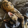 animal, bed, bedspread, cat, cozy, ears, feline, fur, green_eyes, home, indoors, lying_down, pet, playful, portrait, relaxed, tail, tortoiseshell, upside_down, whiskers