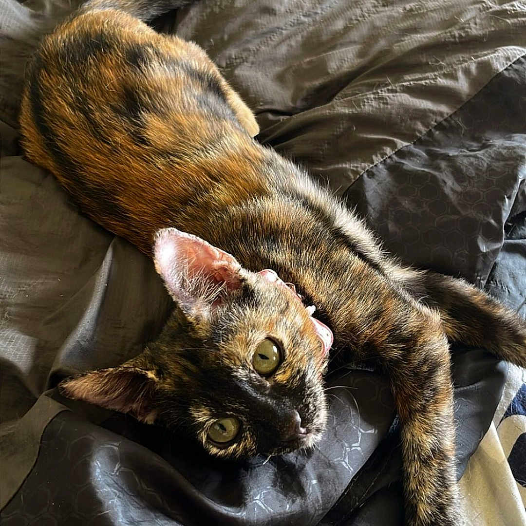 Aiko