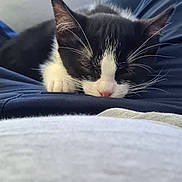 Athéna participe au concours pour gagner de l'argent avec cette photo : adorable, animal, black_and_white, cat, closeup, cozy, cute, domestic, fur, indoor, kitten, lap, peaceful, pet, relaxation, resting, sleeping, soft, whiskers, young