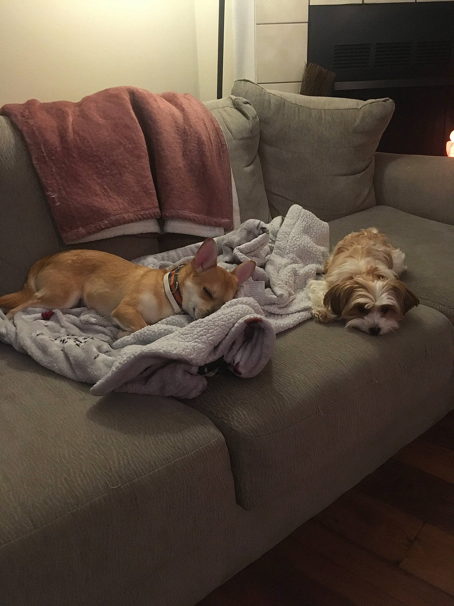 Fox joined the competition — help win amazing prizes! brown, carnivore, comfort, companion_dog, couch, dog, dog_breed, fawn, felidae, flooring, grey, hardwood, lamp, linens, living_room, pillow, small_to_medium_sized_cats, sofa_bed, studio_couch, wood