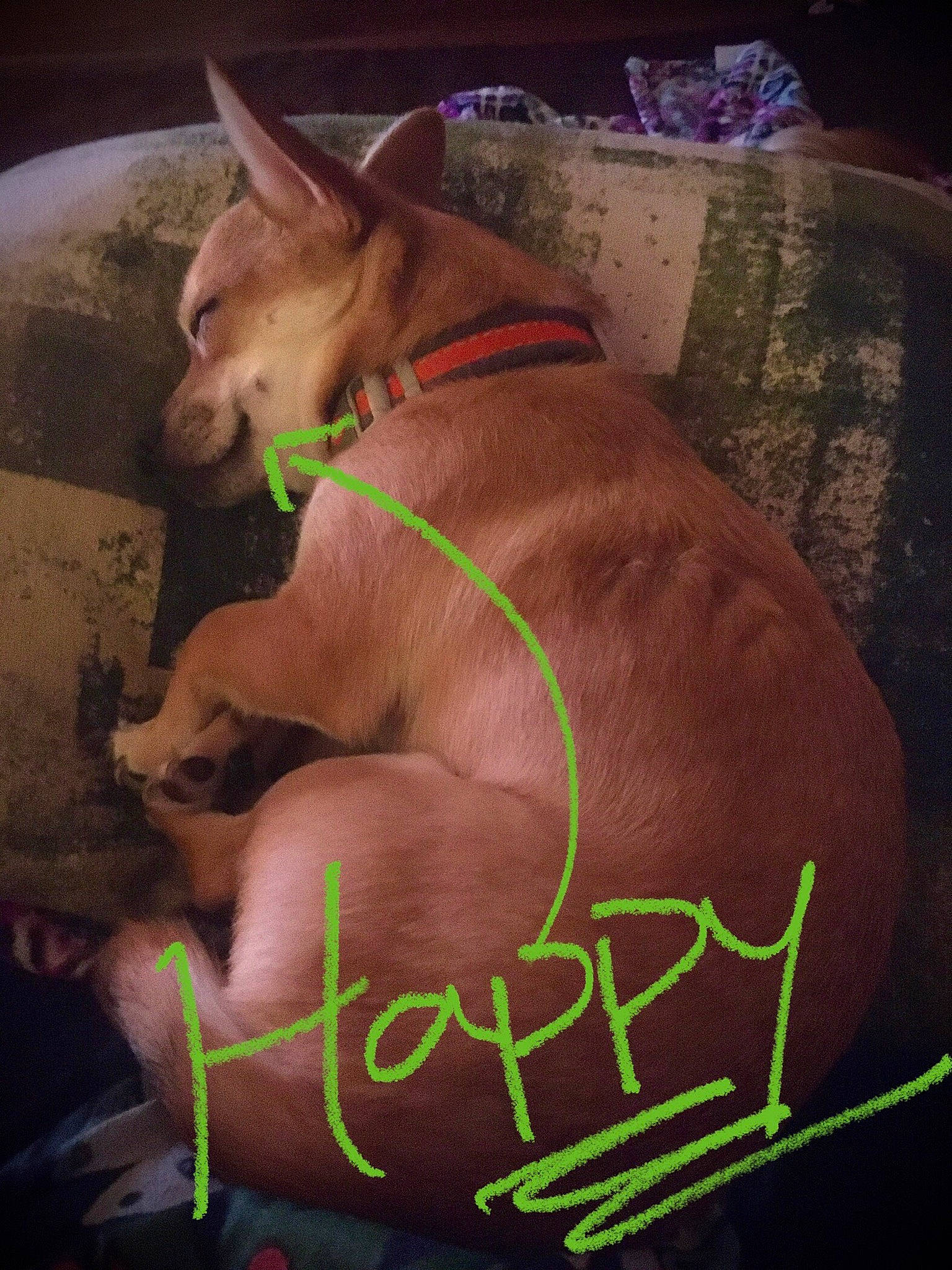 Fox is registered to the contest to win money with this photo: canidae, carnivore, chest, collar, comfort, companion_dog, dog, dog_breed, dog_clothes, dog_collar, dog_supply, ear, fawn, handwriting, liver, snout, sporting_group, tail, whiskers, working_animal