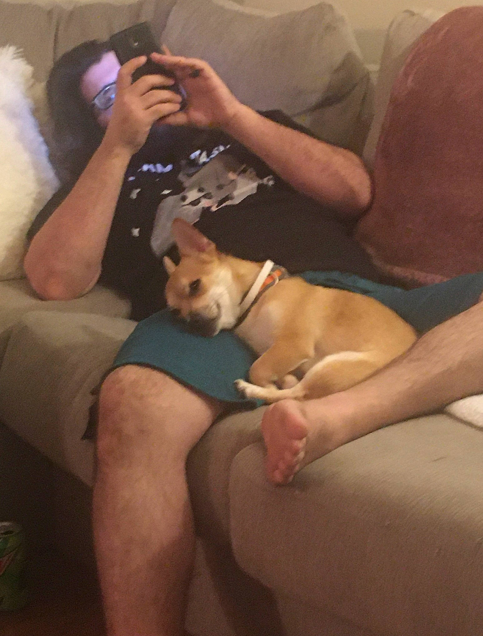 Fox joined the competition — help win amazing prizes! abdomen, arm, camera, carnivore, comfort, companion_dog, couch, dog, dog_breed, fawn, human_leg, knee, lap, leg, long_hair, muscle, single_lens_reflex_camera, sporting_group, thigh, trunk