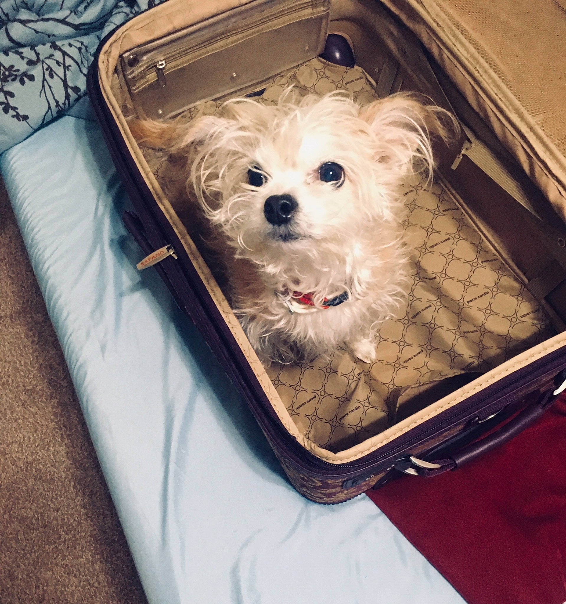 Kipper joined the competition — help win amazing prizes! box, canidae, carnivore, companion_dog, dog, dog_breed, dog_supply, fashion_accessory, fawn, fur, home_accessories, linens, metal, pattern, pet_supply, rectangle, sporting_group, square, toy_dog, working_animal