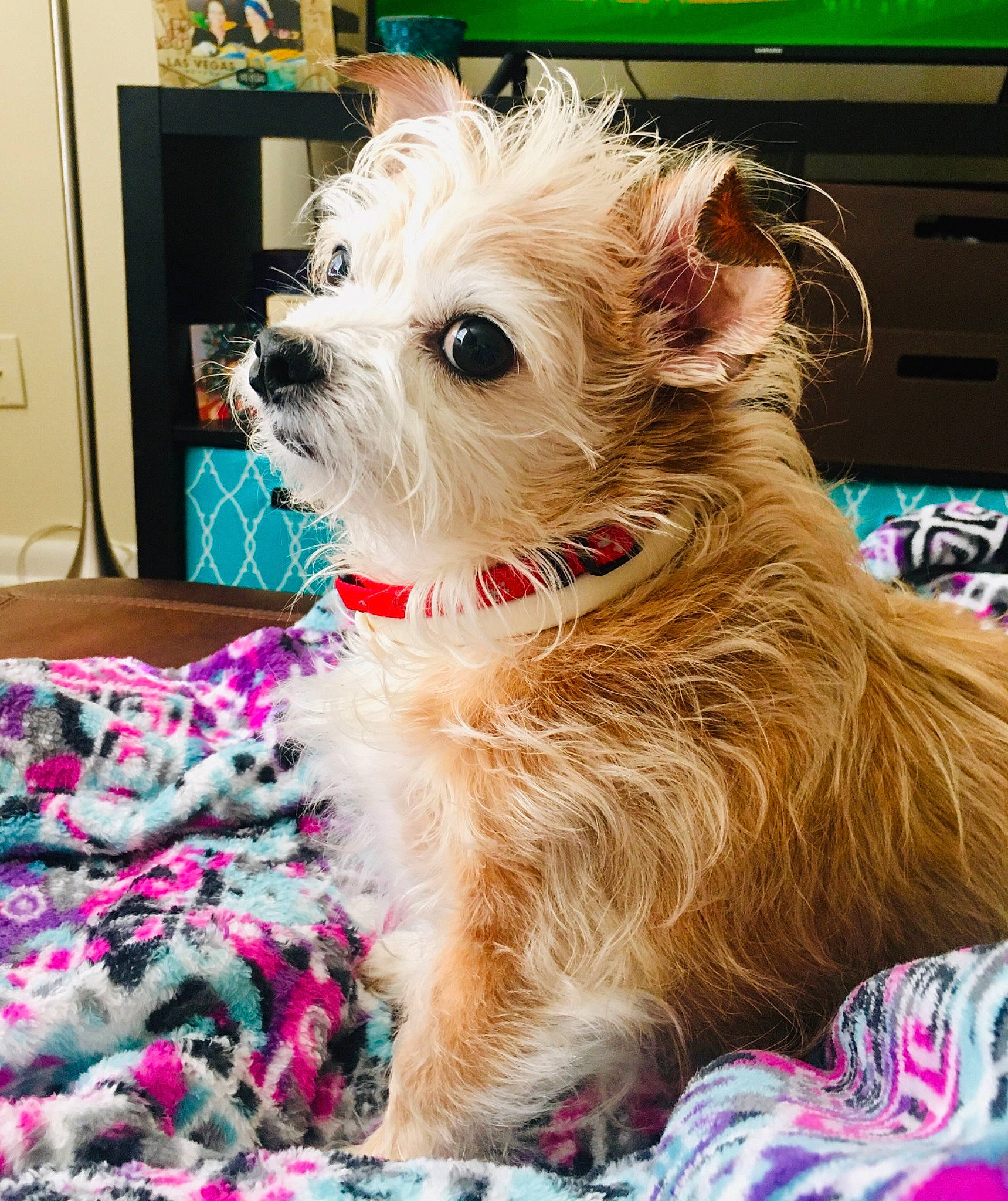 Kipper is registered to the contest to win money with this photo: biewer_terrier, canidae, carnivore, companion_dog, dog, dog_breed, dog_supply, event, fawn, fur, maltepoo, non_sporting_group, small_terrier, snout, sporting_group, terrier, toy_dog, water_dog, working_animal, yorkipoo