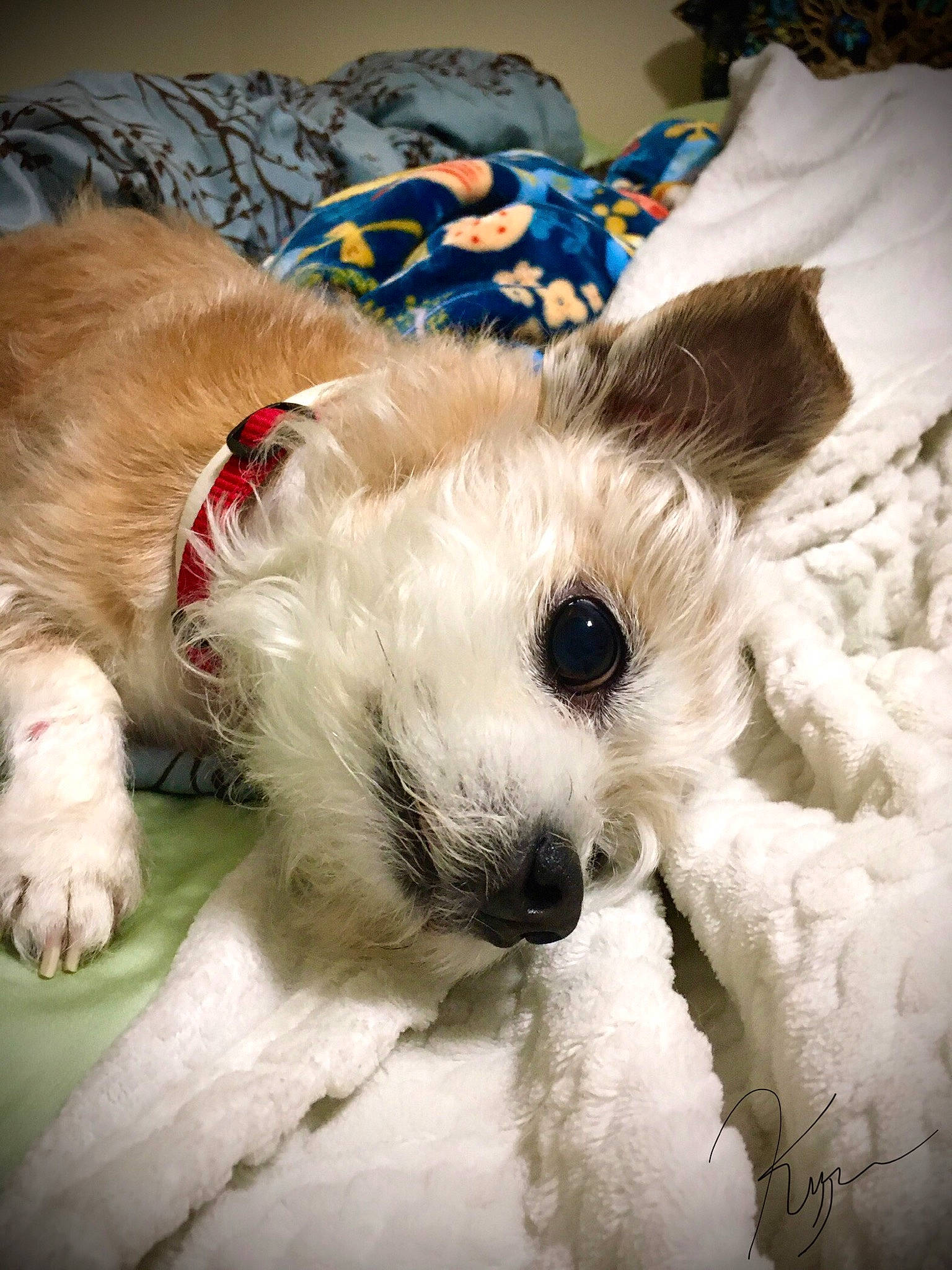 Kipper joined the competition — help win amazing prizes! canidae, carnivore, companion_dog, dog, dog_breed, dog_supply, fawn, felidae, paw, sky, small_terrier, small_to_medium_sized_cats, snout, sporting_group, stuffed_toy, terrier, toy, toy_dog, whiskers, working_animal