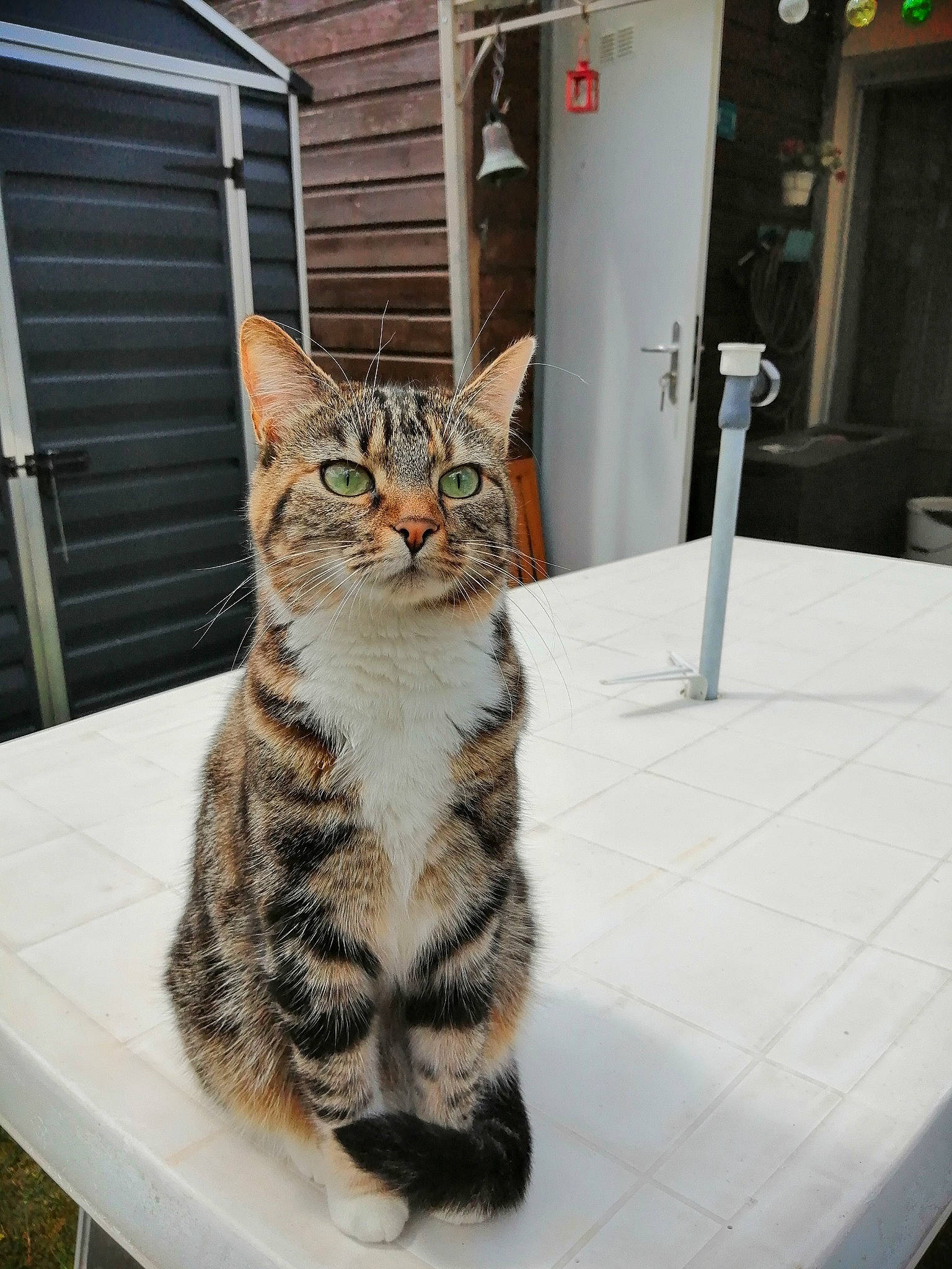 Réglisse a rejoint le concours — aidez-le/la à gagner de superbes lots ! carnivore, cat, domestic_short_haired_cat, door, felidae, floor, flooring, fur, home_door, paw, sitting, small_to_medium_sized_cats, table, tail, terrestrial_animal, whiskers, wood