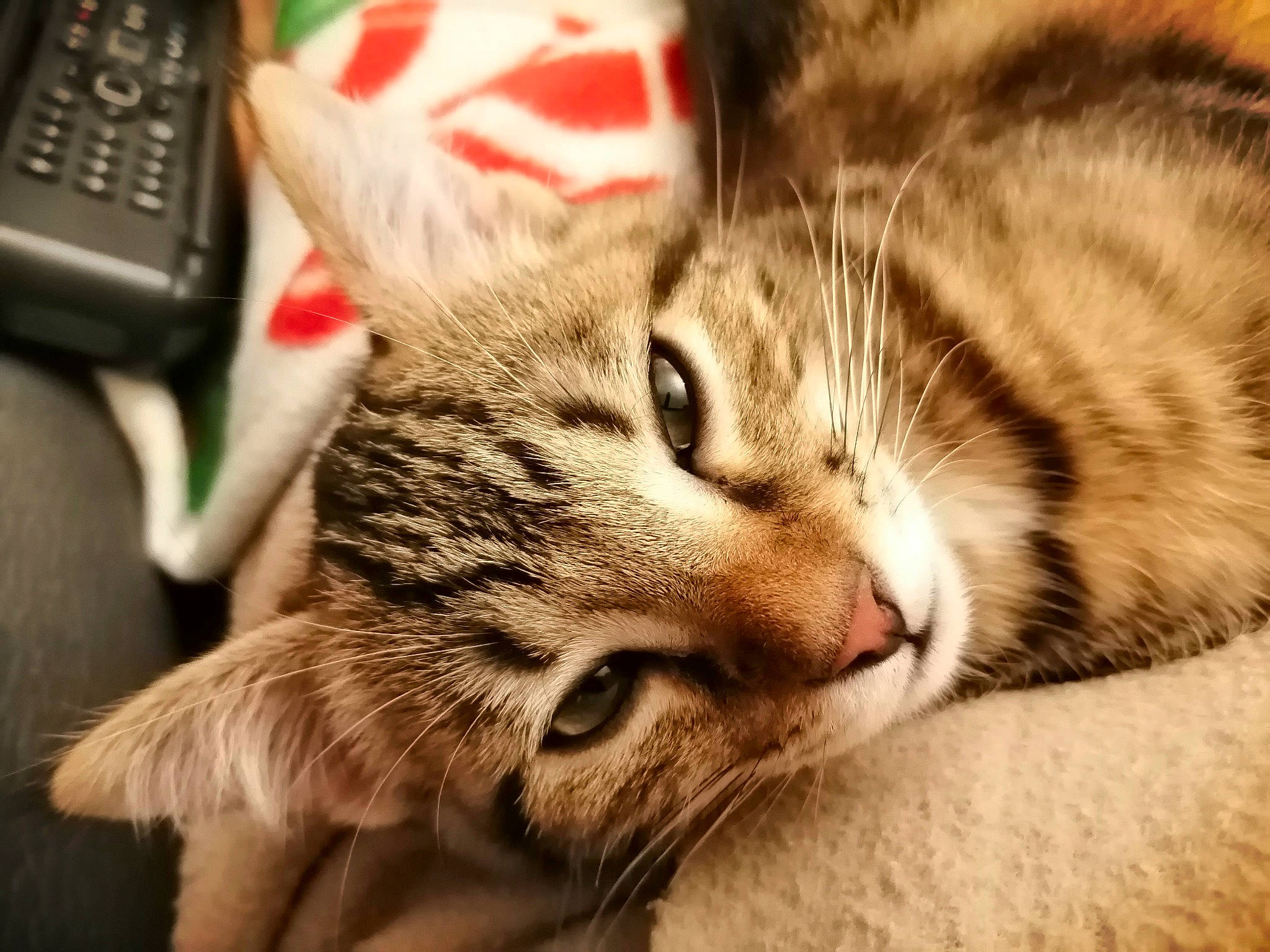 éclipse a rejoint le concours — aidez-le/la à gagner de superbes lots ! answering_machine, carnivore, cat, claw, comfort, domestic_short_haired_cat, felidae, fur, input_device, numeric_keypad, office_equipment, office_supplies, paw, peripheral, remote_control, small_to_medium_sized_cats, snout, space_bar, terrestrial_animal, whiskers