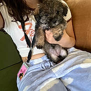 Princess Willow joined the competition — help win amazing prizes! puppy, dog, person, hand, pajamas, cloud_pattern, curly_hair, couch, brown_fur, black_fur, indoor, casual_clothing, lanyard, id_badge, holding, cute, pet, furry, relaxed, cozy