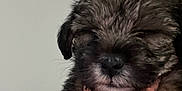 Princess Willow joined the competition — help win amazing prizes! puppy, dog, close_up, fluffy, hand, pet, cute, fur, animal, indoor, young, mammal, adorable, small, portrait, cuddly, face, fuzzy, domestic_animal, sleepy