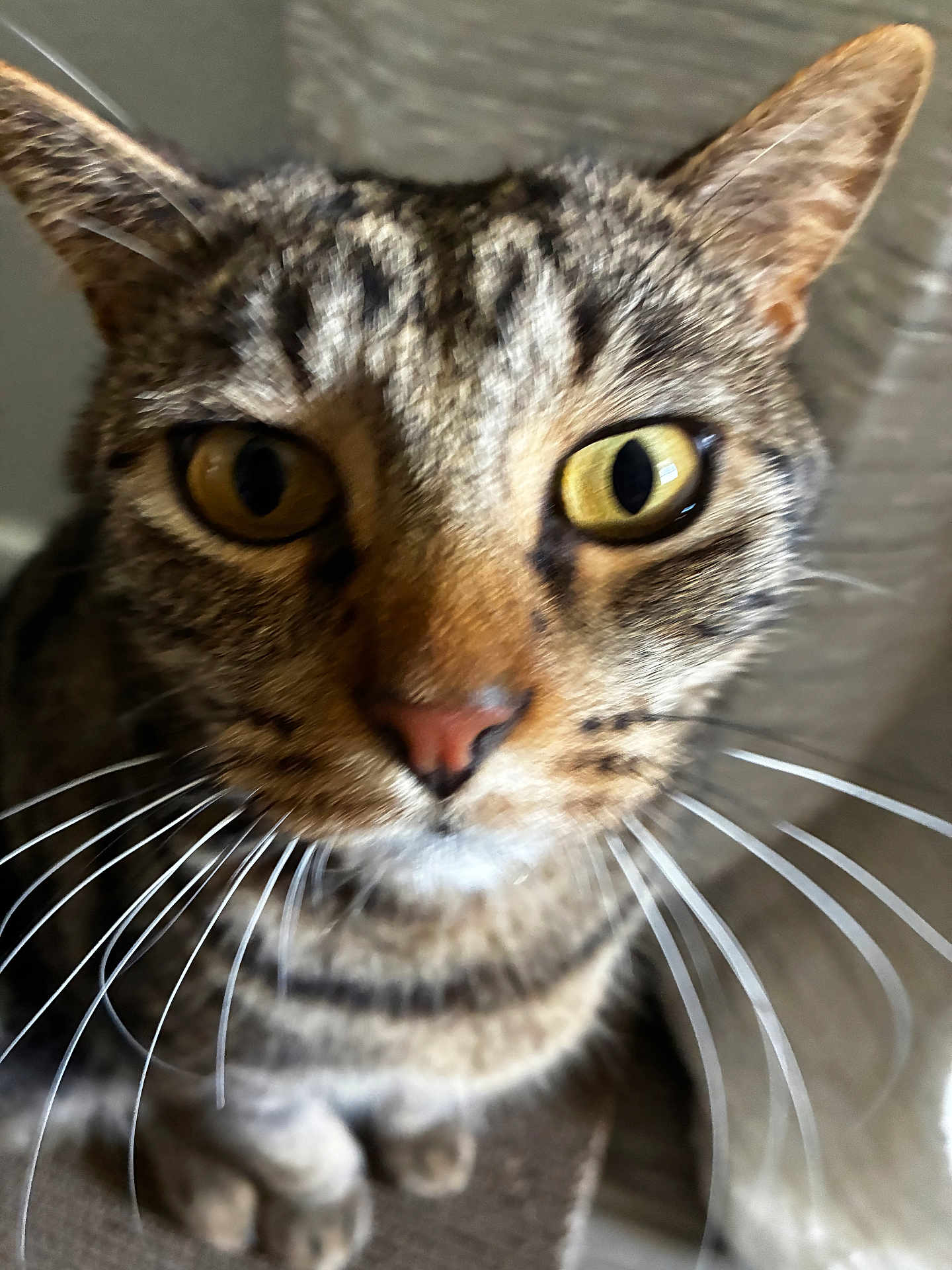 Simba
