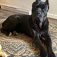 Drágo is registered to the contest to win money with this photo: dog, black_dog, indoor, carpet, floor, pet, animal, lying_down, ears_cropped, attentive, large_dog, home, flooring, rug, domestic_animal, mammal, companion, relaxed, looking, portrait
