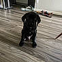 puppy, dog, black_dog, floor, wooden_floor, indoor, kitchen, pet_feeder, tools, cabinet, wall_socket, sitting, looking_at_camera, young_dog, pet, flooring, home_interior, domestic_animal, animal, cute