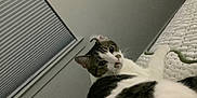 Loki joined the competition — help win amazing prizes! cat, pet, indoor, bed, white, texture, toy, string, curious, feline, animal, window, blind, resting, looking_back, fur, whiskers, ears, nose, home