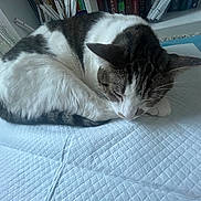 Loki is registered to the contest to win money with this photo: cat, tabby, white, sleeping, curled_up, pet, indoor, cozy, feline, fur, whiskers, paw, carpet, bookshelf, book, home, resting, quiet, relaxed, domestic