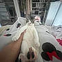 Loki joined the competition — help win amazing prizes! cat, paws, blanket, hand, closet, shoes, clothes, indoor, relaxing, home, furniture, person, resting, cozy, paw_pads, fur, cute, comfort, bed, animal
