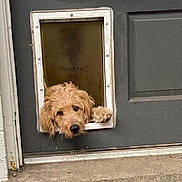 Cooper is registered to the contest to win money with this photo: dog, golden_retriever, pet_door, door, curious, paw, fluffy, animal, cute, outdoor, concrete, gray, house, pet, looking, head, door_frame, small_opening, waiting, friendly