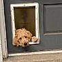 dog, golden_retriever, pet_door, door, curious, paw, fluffy, animal, cute, outdoor, concrete, gray, house, pet, looking, head, door_frame, small_opening, waiting, friendly
