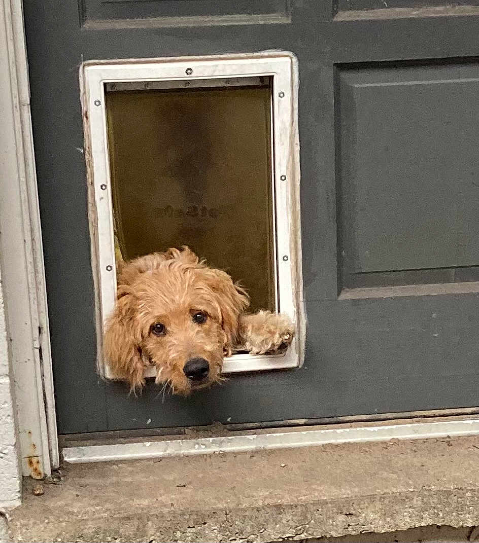 Cooper is registered to the contest to win money with this photo: dog, golden_retriever, pet_door, door, curious, paw, fluffy, animal, cute, outdoor, concrete, gray, house, pet, looking, head, door_frame, small_opening, waiting, friendly