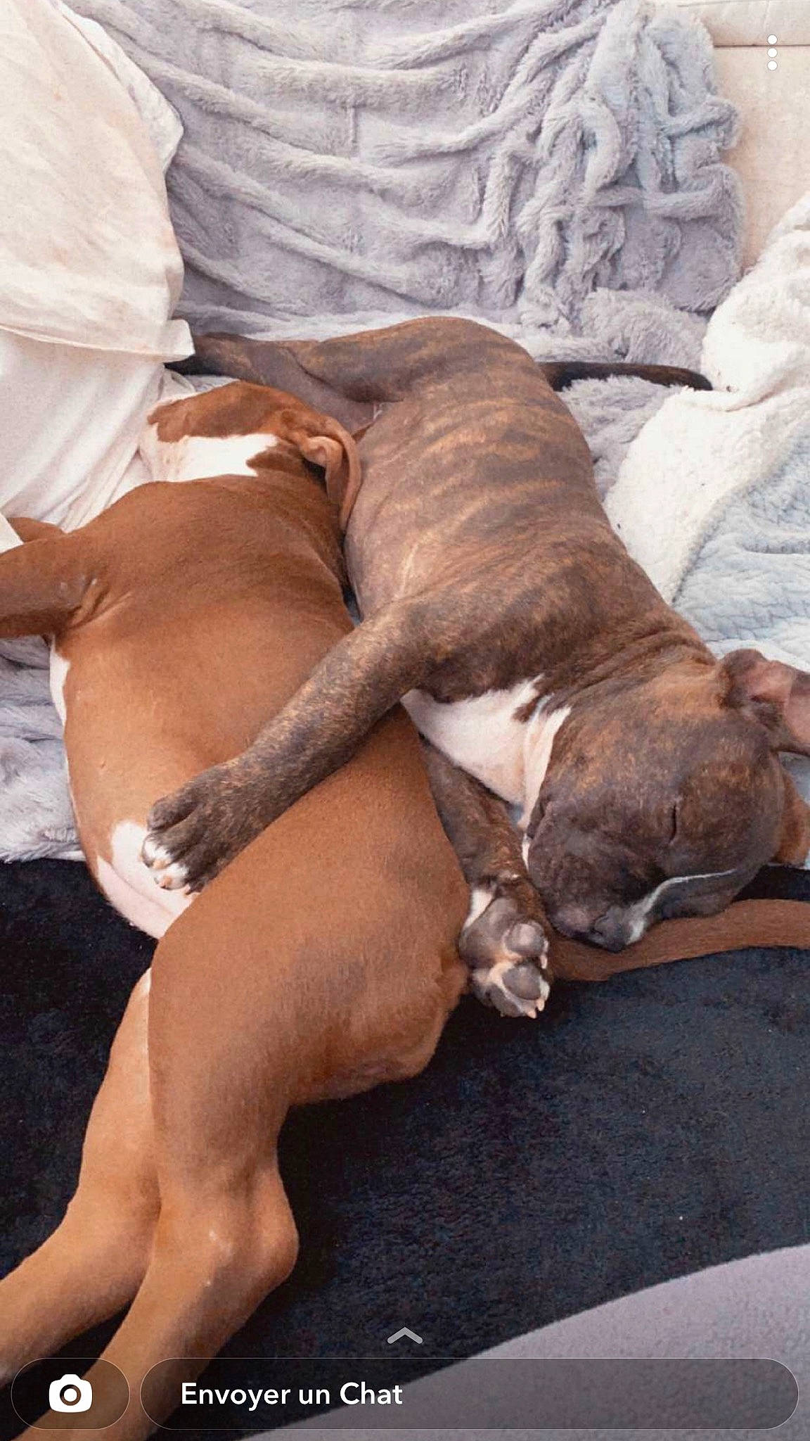 Nala a rejoint le concours — aidez-le/la à gagner de superbes lots ! bulldog, canidae, carnivore, collar, comfort, companion_dog, dog, dog_breed, dog_collar, fawn, hardwood, hound, human_leg, liver, scent_hound, snout, sporting_group, tail, toy_dog, working_animal