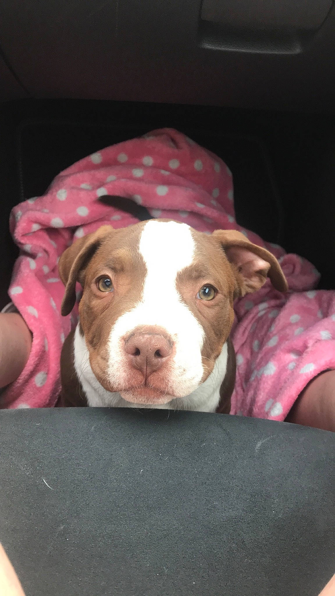 Nala a rejoint le concours — aidez-le/la à gagner de superbes lots ! canidae, carnivore, companion_dog, dessert, dog, dog_breed, fawn, food, fur, hunting_dog, liver, non_sporting_group, snout, sporting_group, whiskers, working_animal