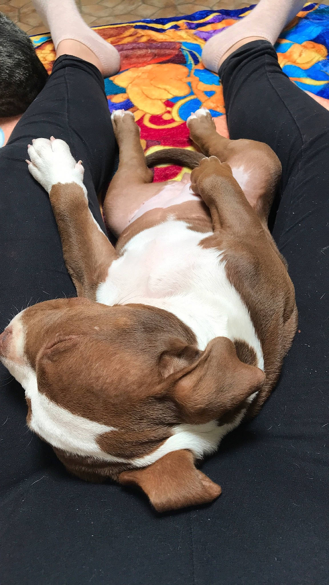 Nala a rejoint le concours — aidez-le/la à gagner de superbes lots ! abdomen, bracelet, canidae, carnivore, comfort, companion_dog, dog, dog_breed, fawn, human_leg, knee, lap, nap, non_sporting_group, sporting_group, thigh, working_animal, wrist