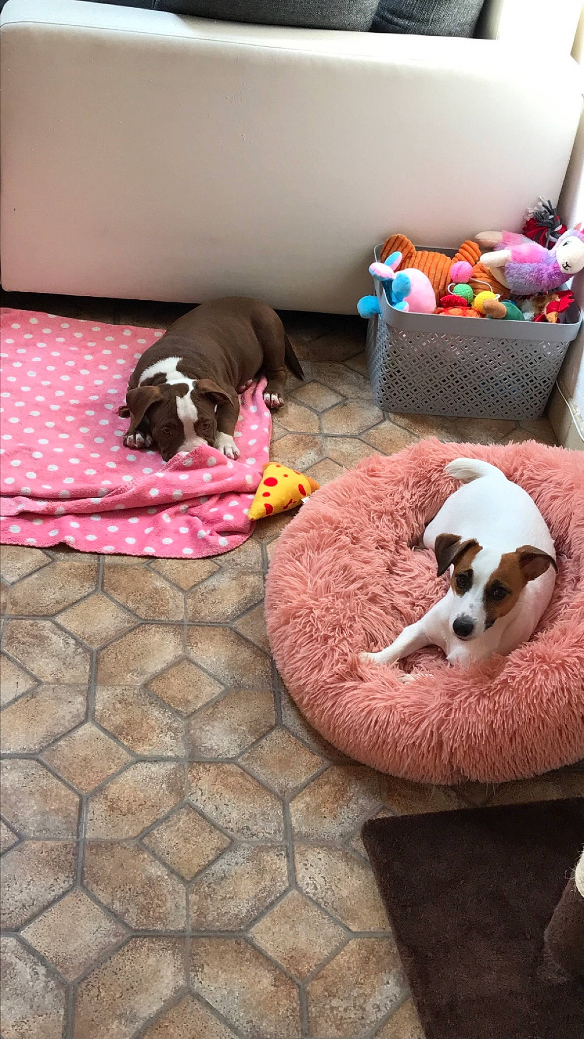 Nala a rejoint le concours — aidez-le/la à gagner de superbes lots ! bedding, carnivore, cat_supply, comfort, companion_dog, dog, dog_breed, dog_supply, fawn, flooring, fur, hardwood, home, linens, magenta, pink, room, sporting_group, textile, toy