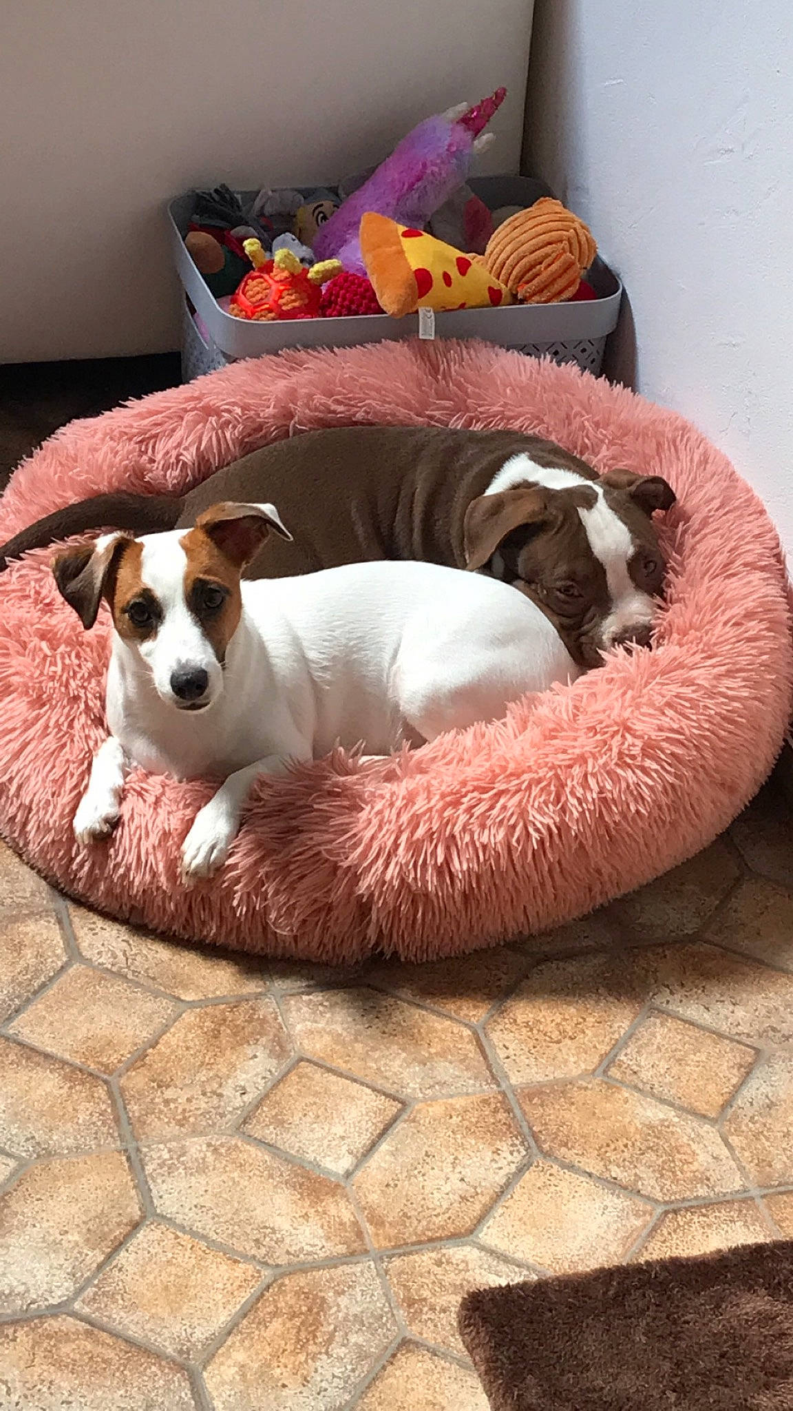 Nala a rejoint le concours — aidez-le/la à gagner de superbes lots ! canidae, carnivore, cat_supply, collar, comfort, companion_dog, couch, dog, dog_bed, dog_breed, dog_supply, fawn, flooring, linens, paw, pet_supply, snout, sporting_group, tail, working_animal