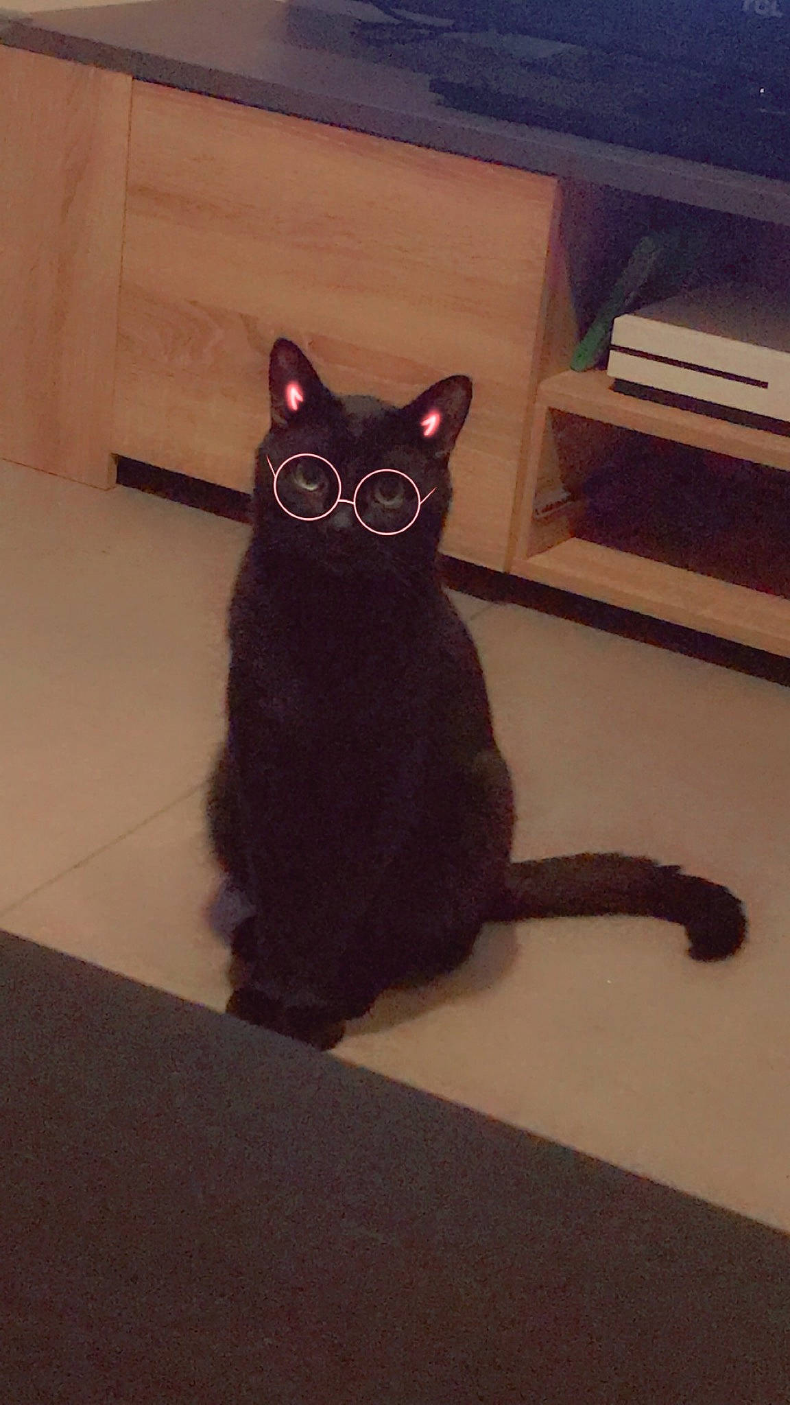 Speedy a rejoint le concours — aidez-le/la à gagner de superbes lots ! black_cat, carnivore, cat, claw, domestic_short_haired_cat, felidae, floor, flooring, fur, hardwood, output_device, paw, room, small_to_medium_sized_cats, snout, stairs, tail, terrestrial_animal, whiskers, wood