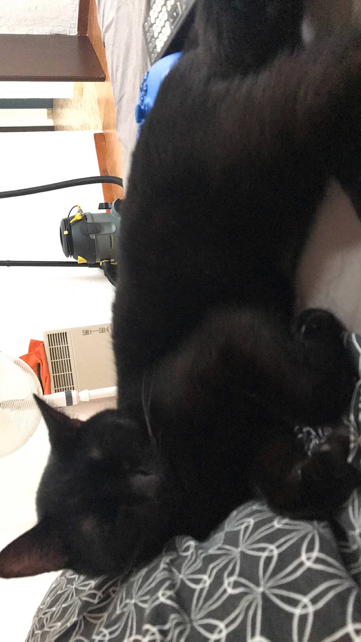 Speedy participe au concours pour gagner de l'argent avec cette photo : black_cat, bombay, carnivore, cat, claw, comfort, companion_dog, dog_breed, domestic_short_haired_cat, felidae, fur, gesture, mammal, nap, paw, small_to_medium_sized_cats, snout, tail, terrestrial_animal, whiskers