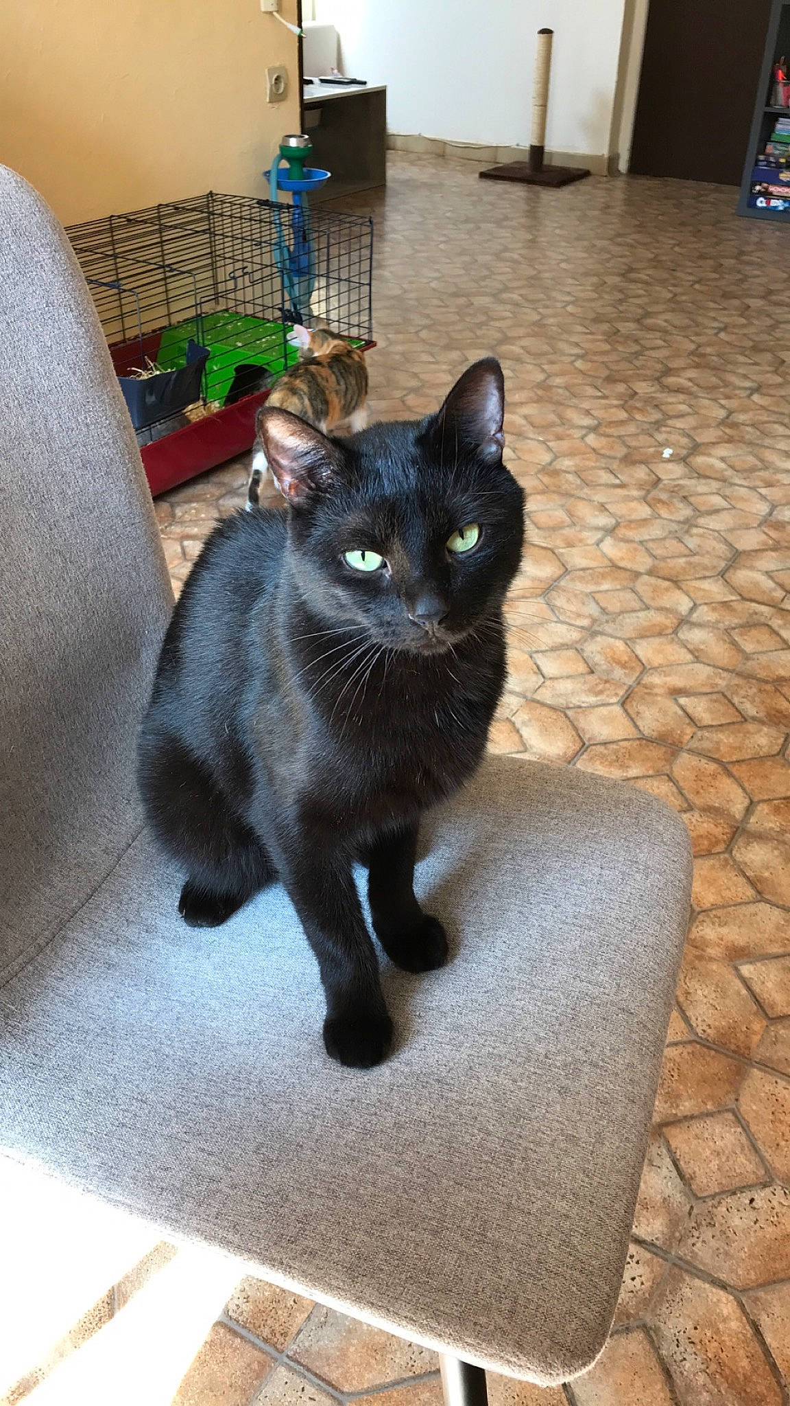 Speedy participe au concours pour gagner de l'argent avec cette photo : black_cat, bombay, carnivore, cat, domestic_short_haired_cat, door, felidae, flooring, flowerpot, fur, grey, houseplant, picture_frame, plant, sitting, small_to_medium_sized_cats, snout, tail, terrestrial_animal, whiskers