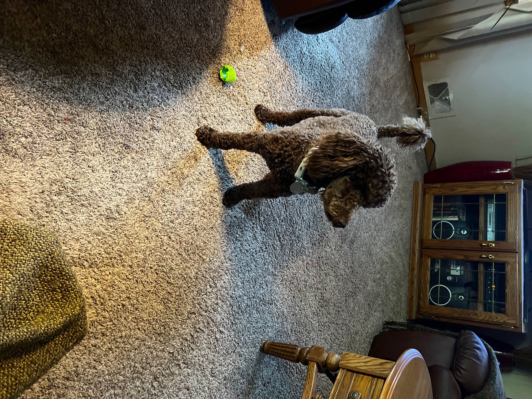 Bebe joined the competition — help win amazing prizes! art, asphalt, bookcase, building, ceiling, flooring, fun, hardwood, house, metal, pattern, picture_frame, room, shadow, shelf, sporting_group, visual_arts, wood