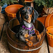Winnie joined the competition — help win amazing prizes! animal, brown, cute, dachshund, decor, dog, flower_pots, greenery, indoor, name_tag, orange, pet, plants, plush_toy, portrait, puppy, purple_collar, winnie_the_pooh, wooden_bucket, wooden_floor