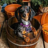 animal, brown, cute, dachshund, decor, dog, flower_pots, greenery, indoor, name_tag, orange, pet, plants, plush_toy, portrait, puppy, purple_collar, winnie_the_pooh, wooden_bucket, wooden_floor