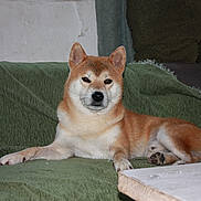 Natsu a rejoint le concours — aidez-le/la à gagner de superbes lots ! animal_portrait, blanket, canine, companion_animal, couch, dog, domestic_dog, ears, face, fur, green_couch, indoors, lying_down, mammal, paw, pet, relaxed, resting, shiba_inu, snout