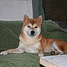 animal_portrait, blanket, canine, companion_animal, couch, dog, domestic_dog, ears, face, fur, green_couch, indoors, lying_down, mammal, paw, pet, relaxed, resting, shiba_inu, snout