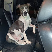Khaos is registered to the contest to win money with this photo: dog, pit_bull, pet, animal, sitting, car, vehicle, backseat, leather_seats, portrait, flash_photography, night, indoors, black_and_white, brown_and_white, short_hair, floppy_ears, front_facing, serious_expression, travel