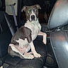 dog, pit_bull, pet, animal, sitting, car, vehicle, backseat, leather_seats, portrait, flash_photography, night, indoors, black_and_white, brown_and_white, short_hair, floppy_ears, front_facing, serious_expression, travel
