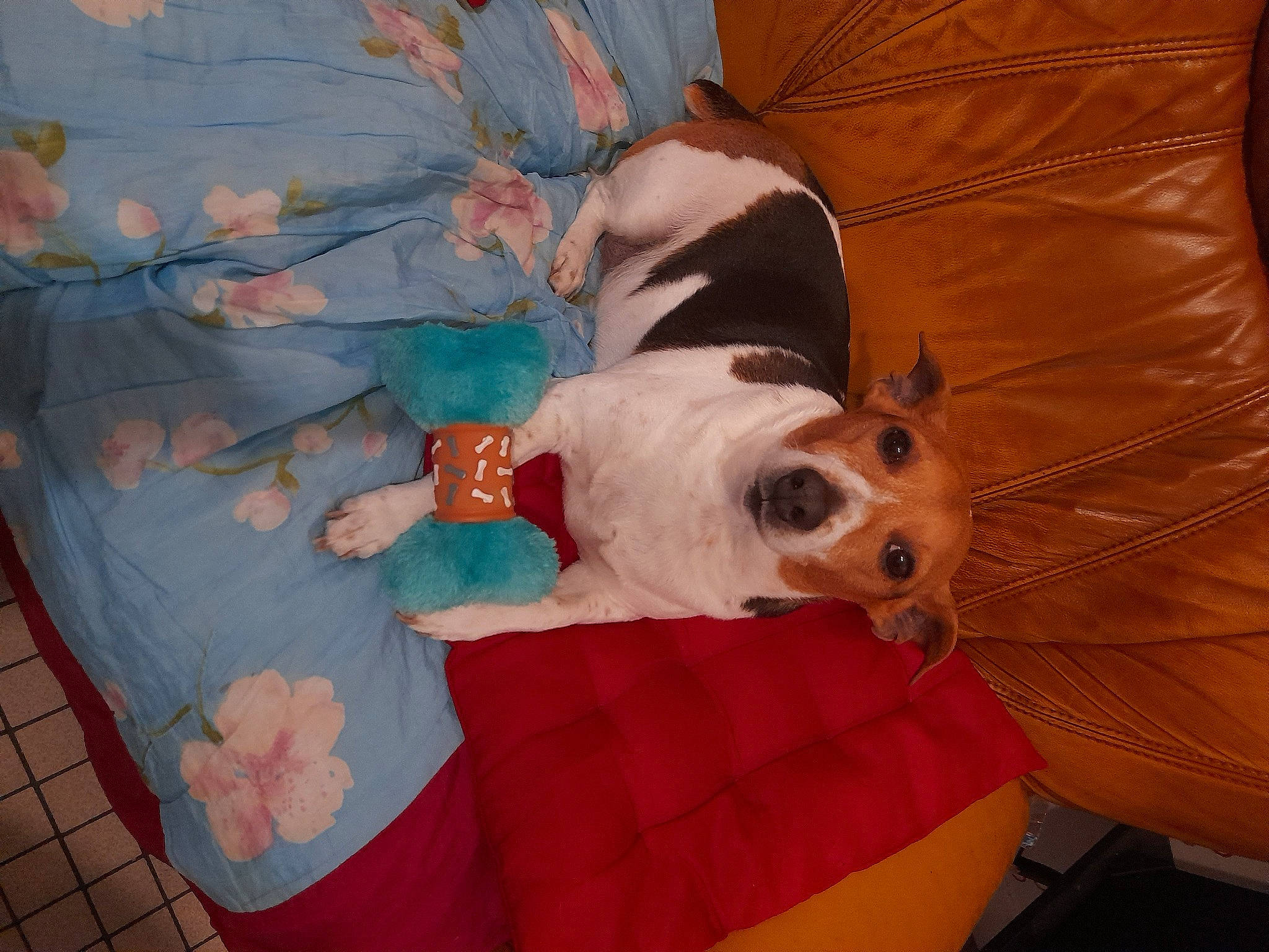 Japie participe au concours pour gagner de l'argent avec cette photo : bed, bed_sheet, bedding, blanket, canidae, carnivore, comfort, companion_dog, couch, dog, dog_breed, dog_supply, fawn, linens, room, sporting_group, tail, toy_dog, wood, working_animal