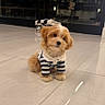 puppy, dog, pet, cute, striped_shirt, floor, tilted_head, indoor, tile_floor, small_dog, fluffy, adorable, brown, white, collar, sitting, curious, domestic_animal, young, companion
