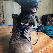 Ragnar participe au concours pour gagner de l'argent avec cette photo : puppy, dog, black_dog, animal, pet, fluffy, small_dog, open_mouth, happy, portrait, work_boot, leather_boot, shoelaces, wooden_table, workshop, vise, houseplant, indoors, funny, closeup