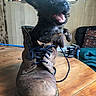 puppy, dog, black_dog, animal, pet, fluffy, small_dog, open_mouth, happy, portrait, work_boot, leather_boot, shoelaces, wooden_table, workshop, vise, houseplant, indoors, funny, closeup