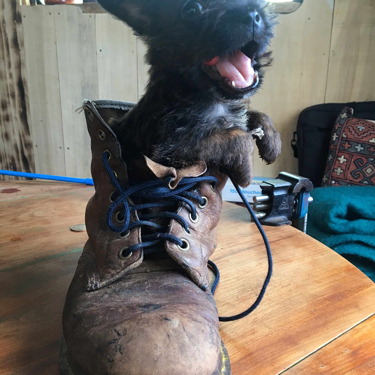 Ragnar participe au concours pour gagner de l'argent avec cette photo : puppy, dog, black_dog, animal, pet, fluffy, small_dog, open_mouth, happy, portrait, work_boot, leather_boot, shoelaces, wooden_table, workshop, vise, houseplant, indoors, funny, closeup