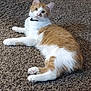 animal, bow_tie, carpet, cat, companion, cozy, curious, cute, domestic_animal, ears, feline, fur, indoor, looking_at_camera, lying_down, orange_and_white, paws, pet, relaxed, whiskers