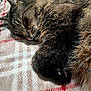 abyssinian, animal, bed, blanket, bodypart, cat, couch, electronics, furniture, hardware, homedecor, kitten, linen, manx, mouth, person, pet, quilt, sleeping, towel