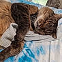 abyssinian, animal, bed, bedroom, blanket, cat, couch, cushion, furniture, homedecor, indoors, kitten, linen, manx, person, pet, quilt, room, siamese, sleeping